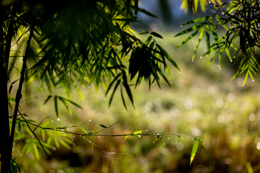 Bamboo Forest in the Sunlight