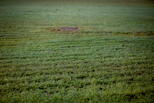 Blurred background of natural green grass.