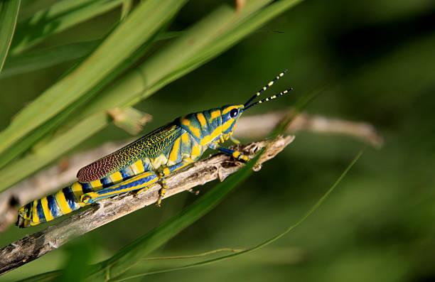 Painted Grasshopper : Insect Closeup shot of the rare Painted Grasshopper in its natural habitat. giant grasshopper stock pictures, royalty-free photos & images