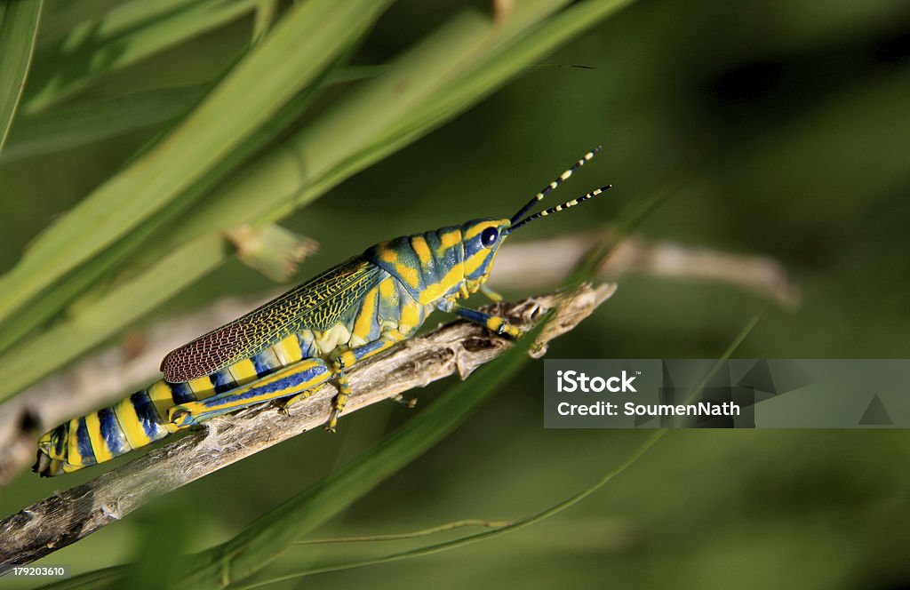 Hyperolius Gafanhotos: Inseto - Royalty-free Amarelo Foto de stock