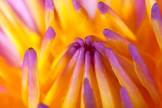 istock close up of a water lily 179204173