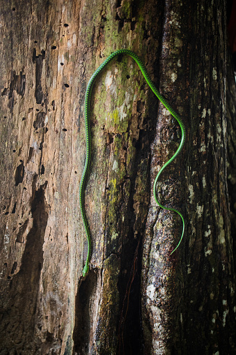 A small, green, Andaman Bronze-back snake slithers up the dark roots of a tree on Swaraj Dweep, or Havelock Island in India's Andaman Islands.