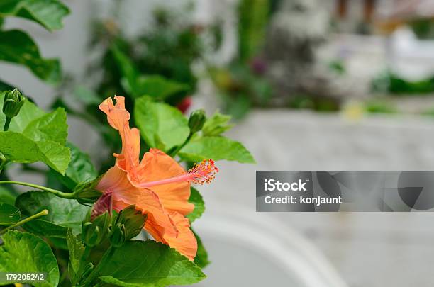 Hibiscus Flowers Stock Photo - Download Image Now - Beauty In Nature, Bed - Furniture, Blossom