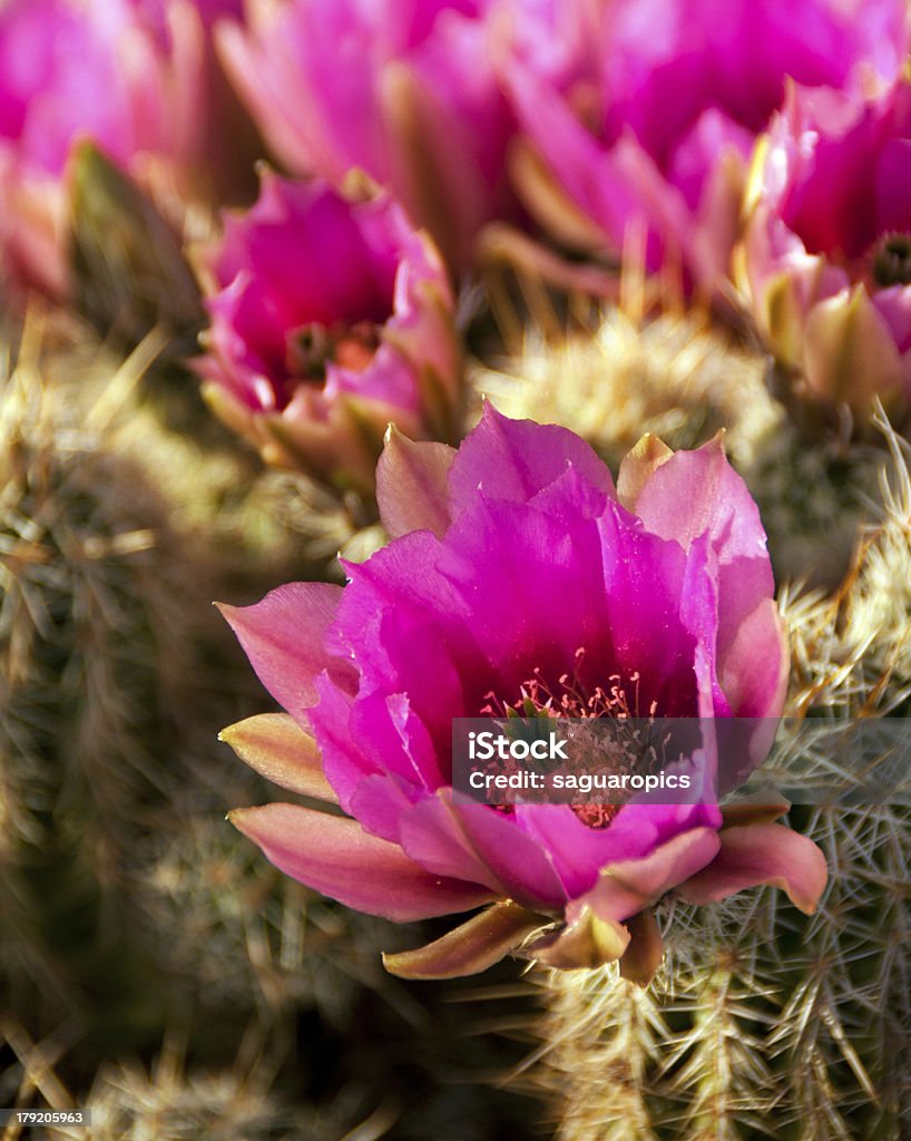 Cacto Hedgehog - Foto de stock de Arizona royalty-free