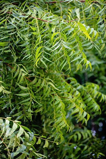 Neem tree leaves