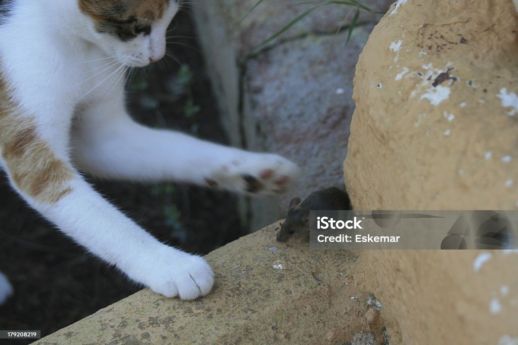 Cat and mouse cat and mouse Katz Castle Stock Photo