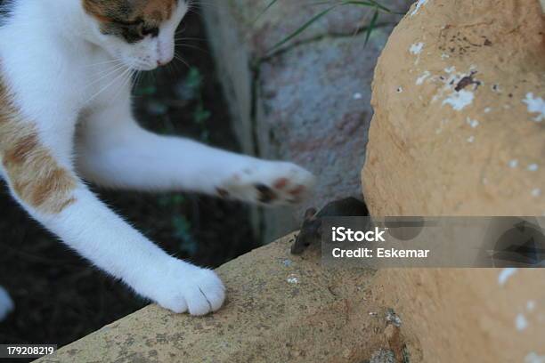 Cat And Mouse Stock Photo - Download Image Now - Katz Castle, Animal, Animals Hunting