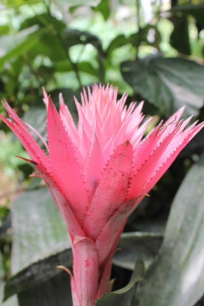 Fiore di colore Rosa tropicale - foto stock