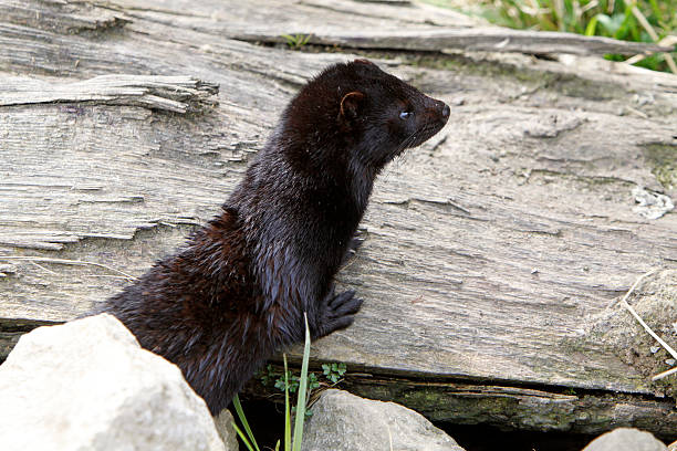 American Mink Stock Photo - Download Image Now - Animal, Animals Hunting, Black Color - iStock American Mink Stock Photo - Download Image Now - Animal, Animals Hunting, Black Color - iStock