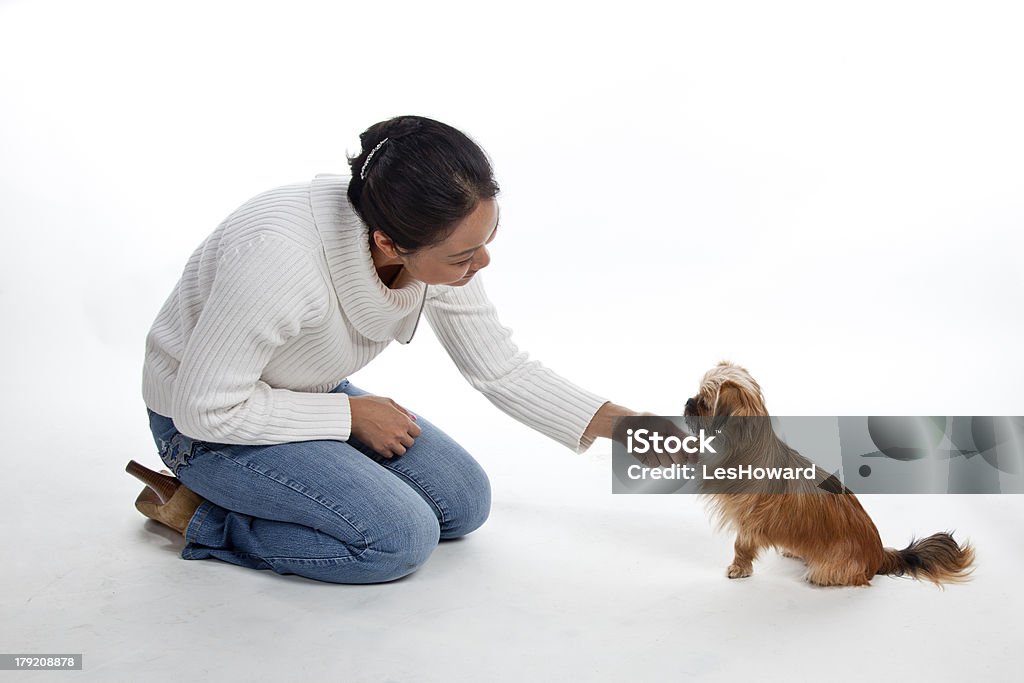 Mixed breed 'Porkie' shakes hands with owner An attractive Chinese woman shakes hands with her cute well groomed 'Porkie', a Pekingese-Yorkshire terrier mixed breed. Kneeling Stock Photo