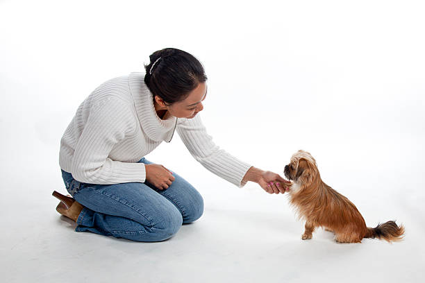 Mixed breed 'Porkie' shakes hands with owner stock photo