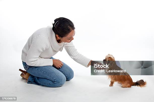 Mixed Breed Porkie Shakes Hands With Owner Stock Photo - Download Image Now - Kneeling, Women, White Background