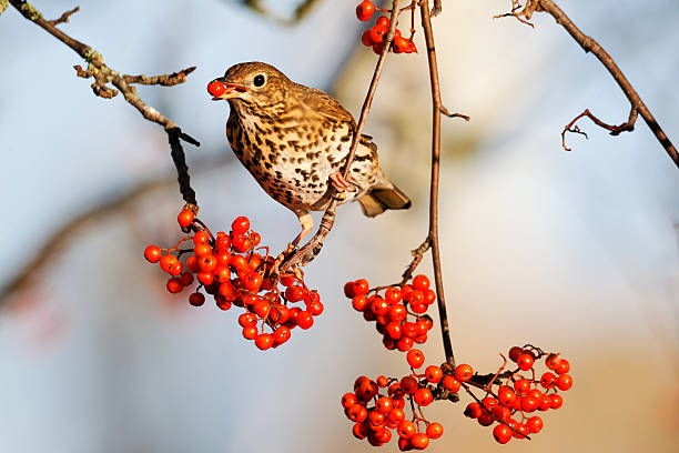 istock Song thrush, Turdus philomelos 179209289