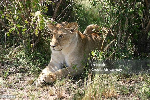 Weibliche Löwe Ruht Im Schatten Masai Mara Kenya Afrika Stockfoto und mehr Bilder von Afrika