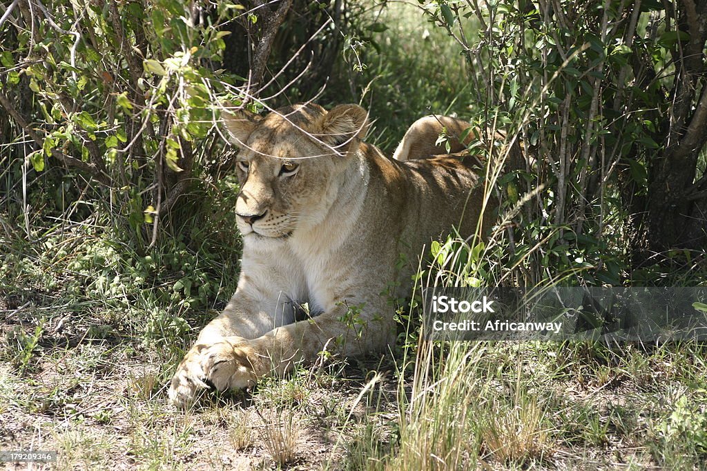 Feminino Lion fica na sombra, de Masai Mara, no Quênia, África - Foto de stock de Animais caçando royalty-free