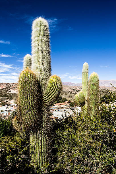 cactus en el pintoresco valle de quebrada de humahuaca, argentina. - photography north america cactus plant fotografías e imágenes de stock