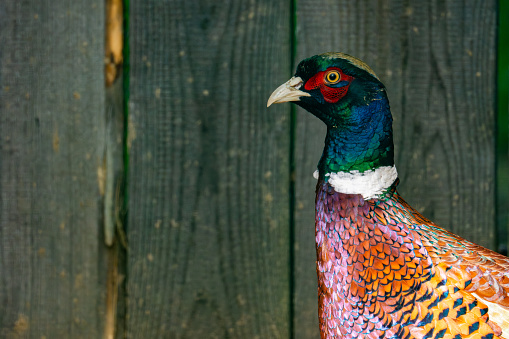 vibrant male common pheasant (Phasianus colchicus) on wooden green background