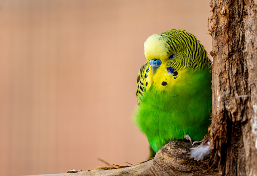 close-up of a budgerigar (Melopsittacus undulatus) clinging to a tree isolated
