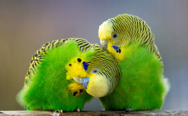 istock loving pair of budgerigar (Melopsittacus undulatus) isolated 1792096325