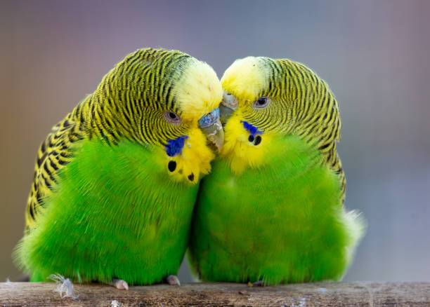 istock loving pair of budgerigar (Melopsittacus undulatus) isolated 1792096833