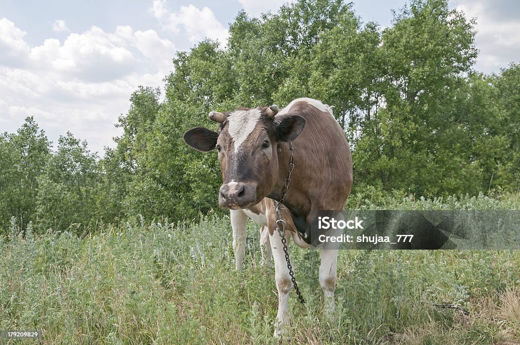 Ruão bull-calf círculo esfoladuras no Prado perto da estrada Suja - Royalty-free Absinto - Planta Foto de stock