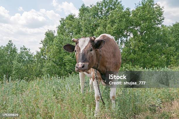 Foto de Ruão Bullpanturrilha Mias Baixa Estão Aí Aprisionadas Pasta Na Grassland Perto De Dirty Road e mais fotos de stock de Absinto - Planta