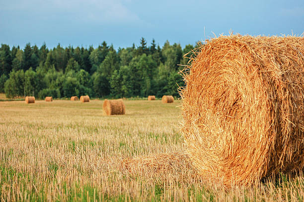 Straw Bales stock photo