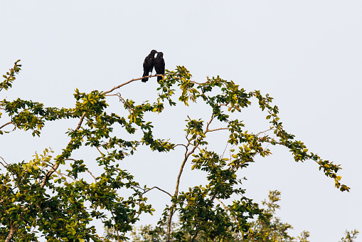 Two Carrion Crows in an embracing pose perched in a tree