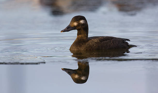 istock Velvet scoter, Melanitta fusca 179210056