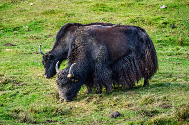 istock Two wild yaks (Bos mutus) grazing on grass background copy-space 1792101144