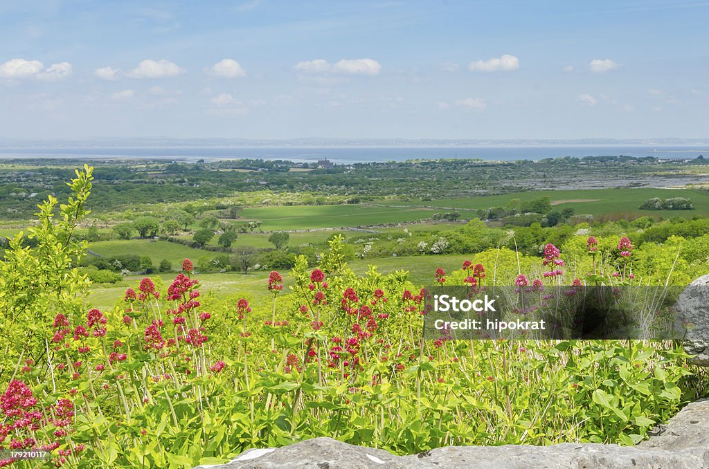 Paesaggio con Centranthus ruber in Irlanda - Foto stock royalty-free di Ambientazione esterna