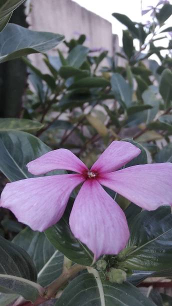 The pink flower