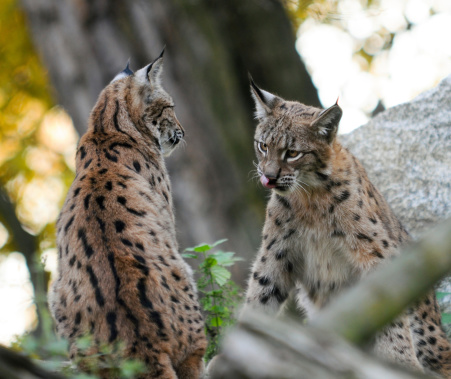 Young Lynx shows tongue to other catWild cat sitting on the rockAn adult female lynx  with cubs