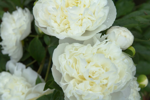 Close-up of white flowering peonies with green leaves in the background.