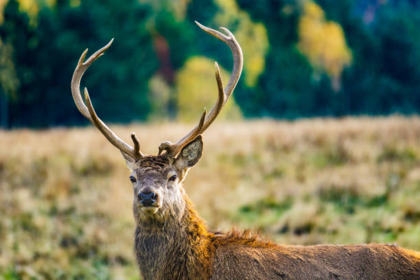istock Majestic deer in the woods side profile 1792102719