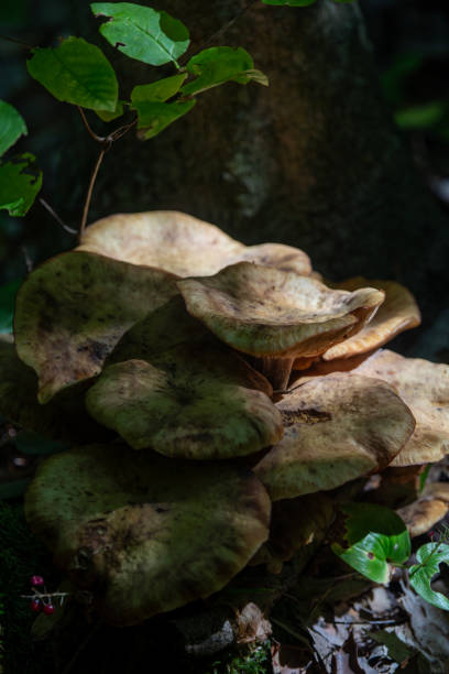 istock Mushrooms growing along a hiking trail in Ontario. 1792102735