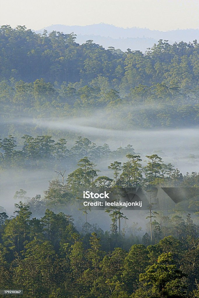Bosque de invierno con niebla, Tailandia - Foto de stock de Anochecer libre de derechos