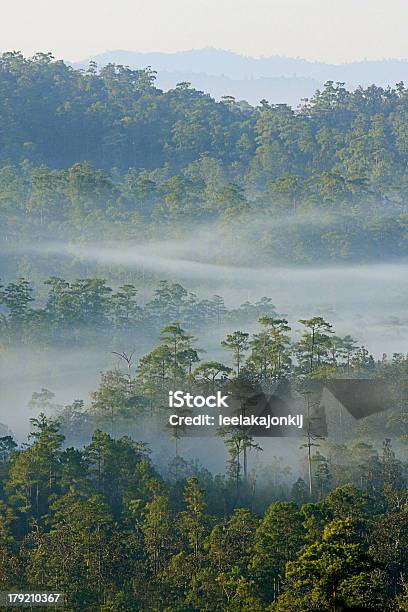 Bosque De Invierno Con Niebla Tailandia Foto de stock y más banco de imágenes de Anochecer - Anochecer, Arbusto, Azul