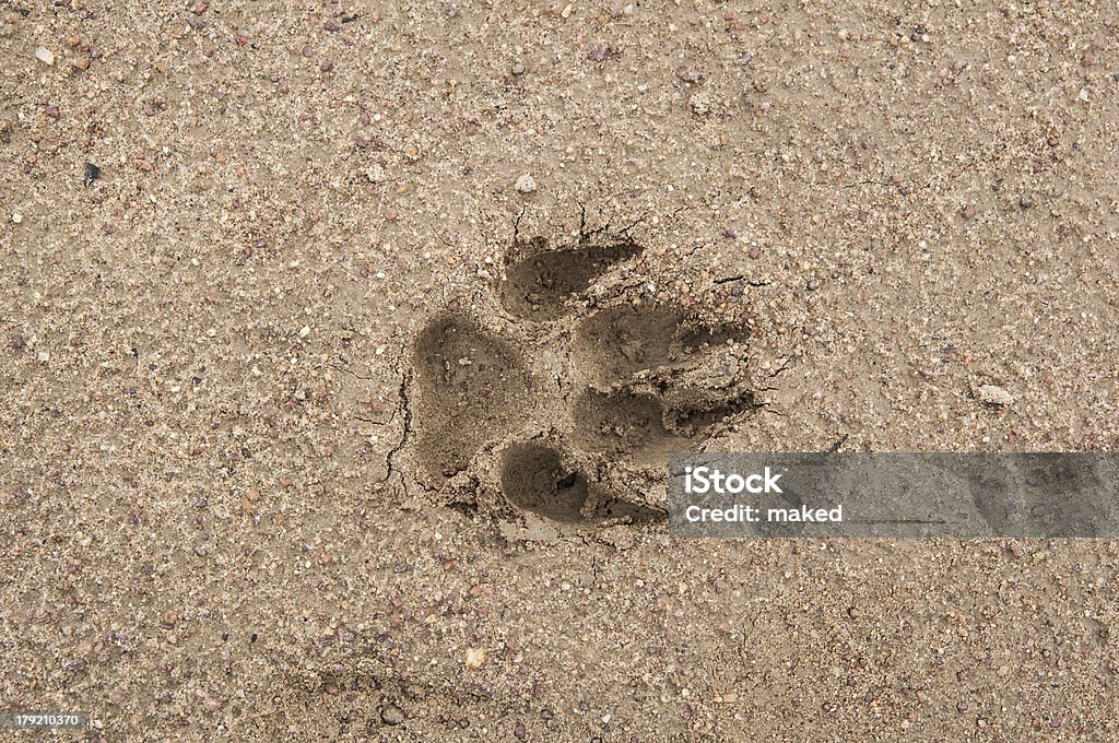 Paw print in sand Closeup of dog paw print in sand Animal Stock Photo
