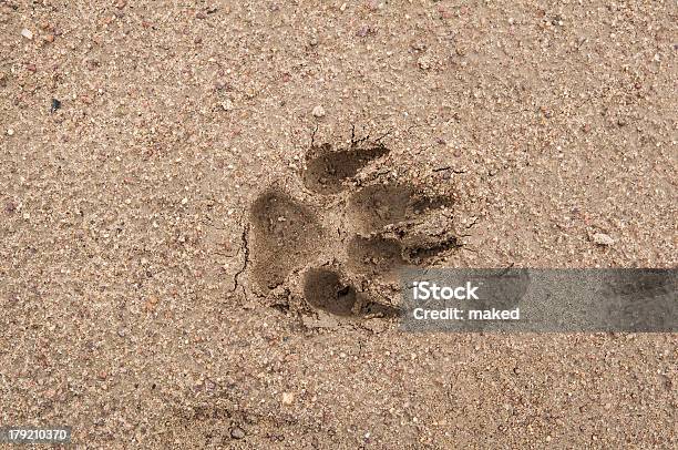 Paw Print In Sand Stock Photo - Download Image Now - Animal, Animal Body Part, Animal Track