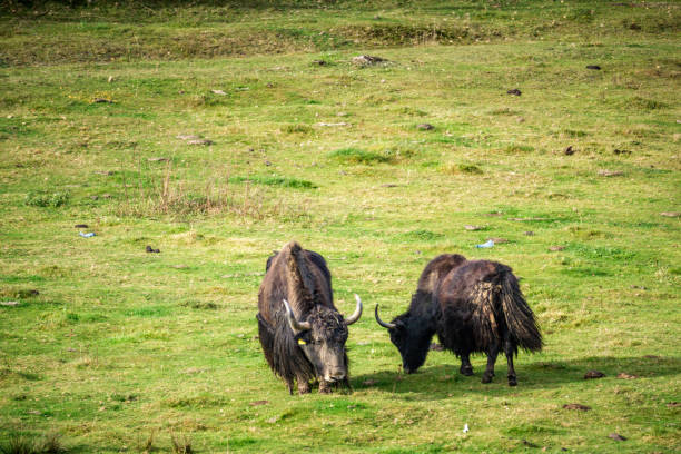 istock Two wild yaks (Bos mutus) grazing on grass background copy-space 1792103839