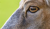Extreme Close up on Female european mouflon (Ovis aries musimon) head