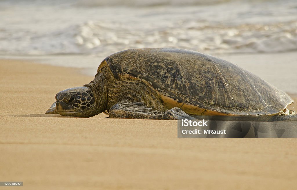 Tartaruga Marinha Verde - Royalty-free Animal Foto de stock