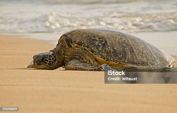 Tartaruga Marinha Verde - Fotografias de stock e mais imagens de Animal - Animal, Animal em via de extinção, Anoitecer