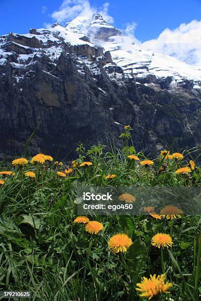 Swiss Alps Stock Photo - Download Image Now - Aster, Blossom, Cliff