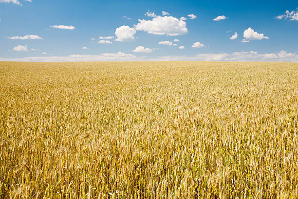 istock Ripe wheat landscape against blue sky 179210635
