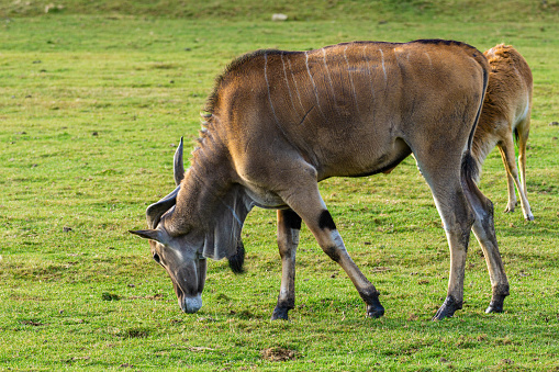 giant eland (Taurotragus derbianus) eating grass