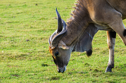 giant eland (Taurotragus derbianus) eating grass