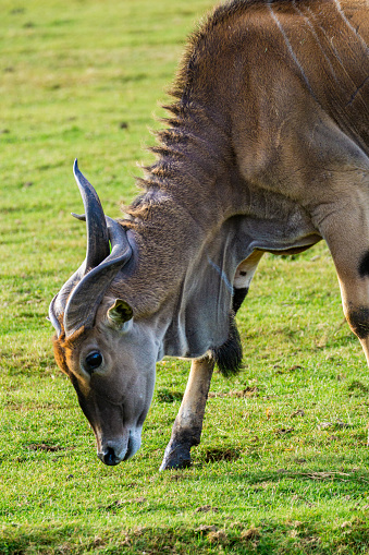 giant eland (Taurotragus derbianus) eating grass
