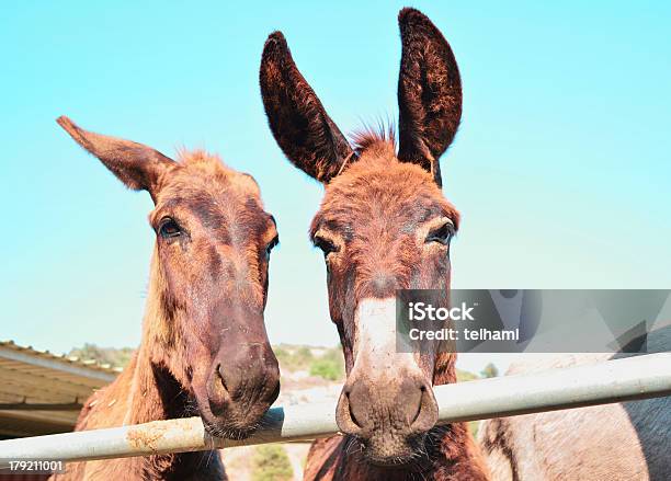 Donky - Fotografias de stock e mais imagens de Agricultura - Agricultura, Animal, Animal de Estimação